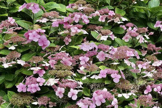 Photo 3: Exterior · Cathedral Flowers (1)