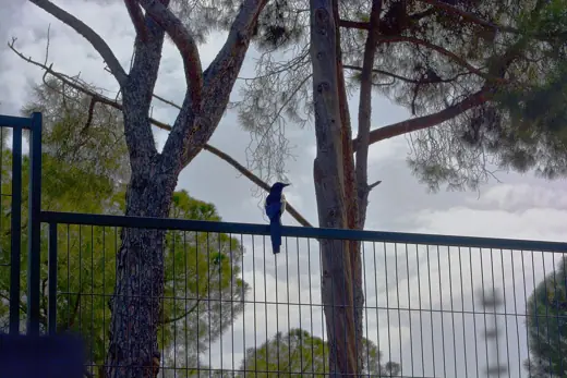 Photo 2: Exterior · Unidentified corvid on a fence, looking out from the grounds of the Crypt of Colònia Güell