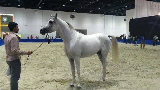 Photo 5: Exterior · Horse Show And Auction World Trade Center