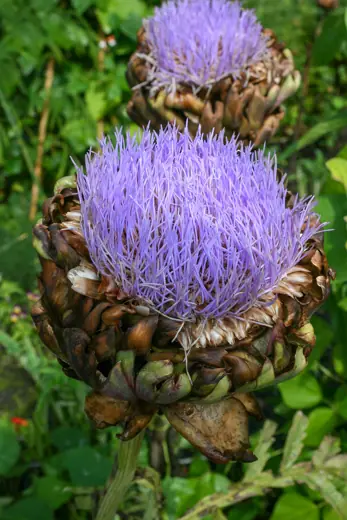 Photo 2: Exterior · Artichoke 'Green Globe'