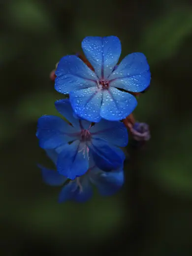 Photo 4: Exterior · Ceratostigma willmottianum - The Eden Project