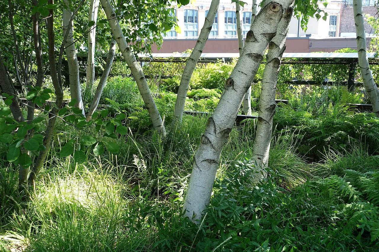 High Line: Exterior · Plants on high line New York city
