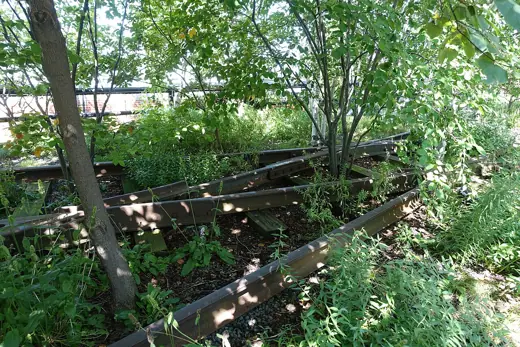 Photo 7: Detail · Plants on high line New York city