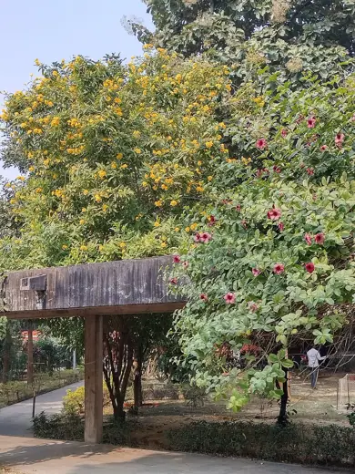 Photo 3: Exterior · Flowering around walkways at IIT Kanpur India
