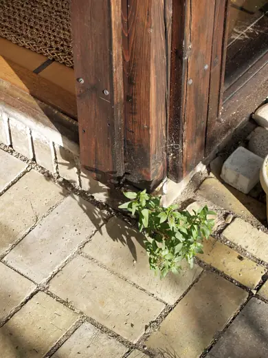 Photo 6: Detail