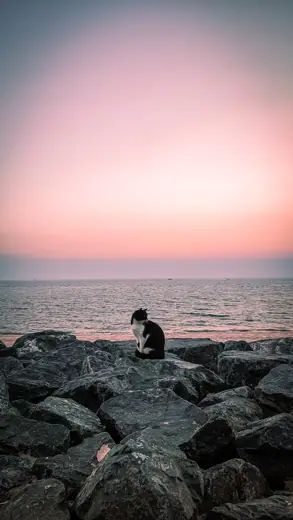 Photo 3: Exterior · A cute cat by the sea, Kuwait Towers, Kuwait