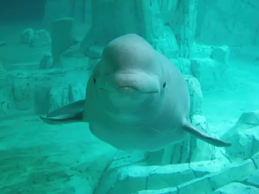 Photo 5: Interior · Beluga en L'Oceanogràfic