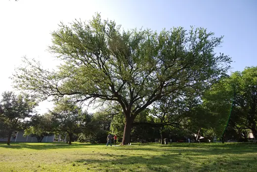 Photo 4: Exterior · Campus Menil Collection in Houston