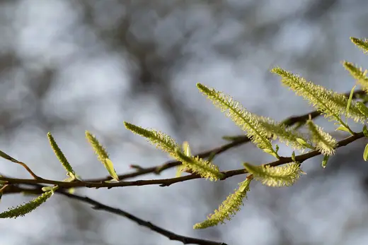 Photo 2: Exterior · Flowers (catkins) of Salix warburgii , a willow species endemic to Taiwan