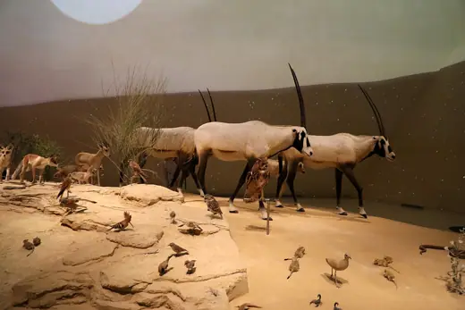Photo 6: Interior · Collections of the National Museum of Qatar