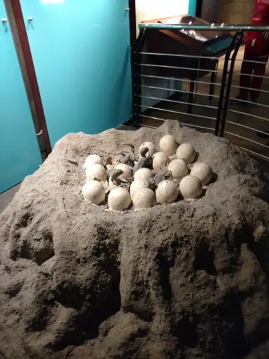 Photo 5: Interior · Natural History Musium