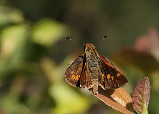 Photo 2: Exterior · Umber skipper ( Poanes melane )