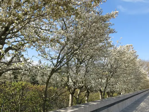 Photo 6: Context · Silver allée, silver garden