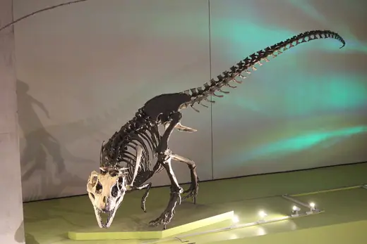 Photo 3: Exterior · Reconstructed skeletal mount of Nanuqsaurus hoglundi at the Perot Museum, Dallas, TX