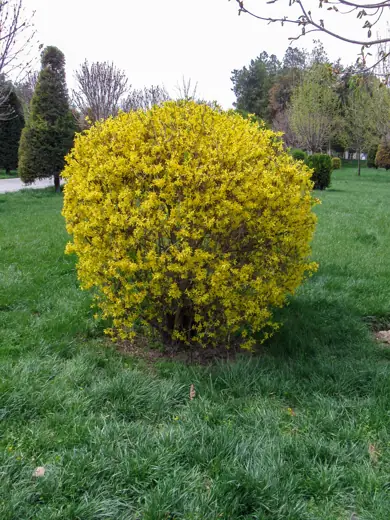 Photo 3: Exterior · Forsythia in Shirazi city park, Registan, Samarkand, Uzbekistan