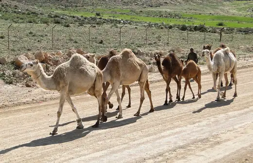 Photo 3: Exterior · Dromaderies in Dana Biosphere Reserve , Jordan
