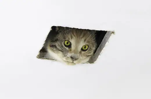 Photo 6: Detail · Eva & Franco Mattes, Ceiling Cat, 2016