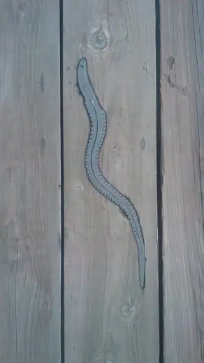 Photo 6: Detail · Eel