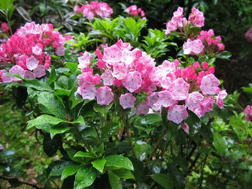 Photo 5: Interior · Kalmia latifolia ,Tokyo Metropolitan Teien Art Museum,Japan