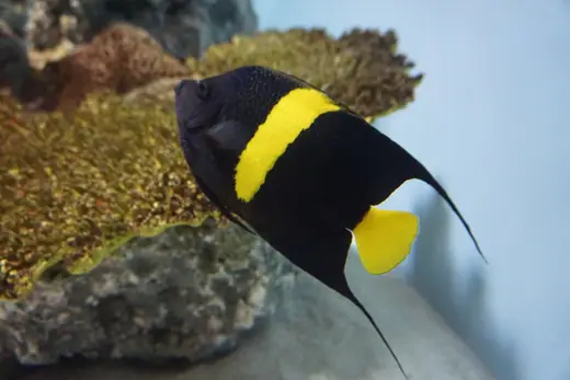 Photo 4: Exterior · Pomacanthus asfur in Tokyo Sea Life Park