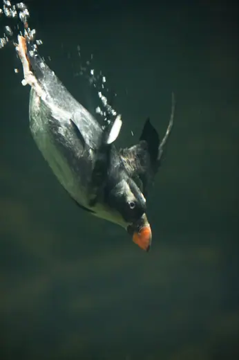 Photo 5: Interior · A captive Tufted Puffin at Tokyo Sea Life Park in Tokyo, Japan