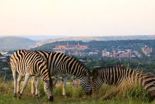 Photo 3: Exterior · Zebras in Pretoria with Union Buildings in the background, taken from Johann Rissik Drive, Groenkloof