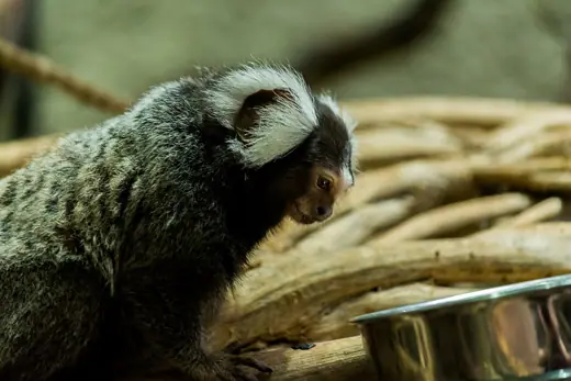 Photo 4: Exterior · A monkey at "Universeum" in Gothenburg, Sweden