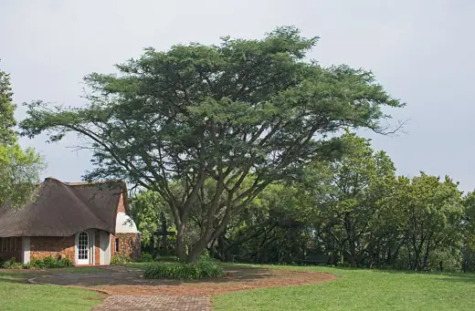 Photo 2: Exterior · Vachellia sieberiana next to the chapel, Voortrekker Monument, Pretoria, Gauteng, South Africa